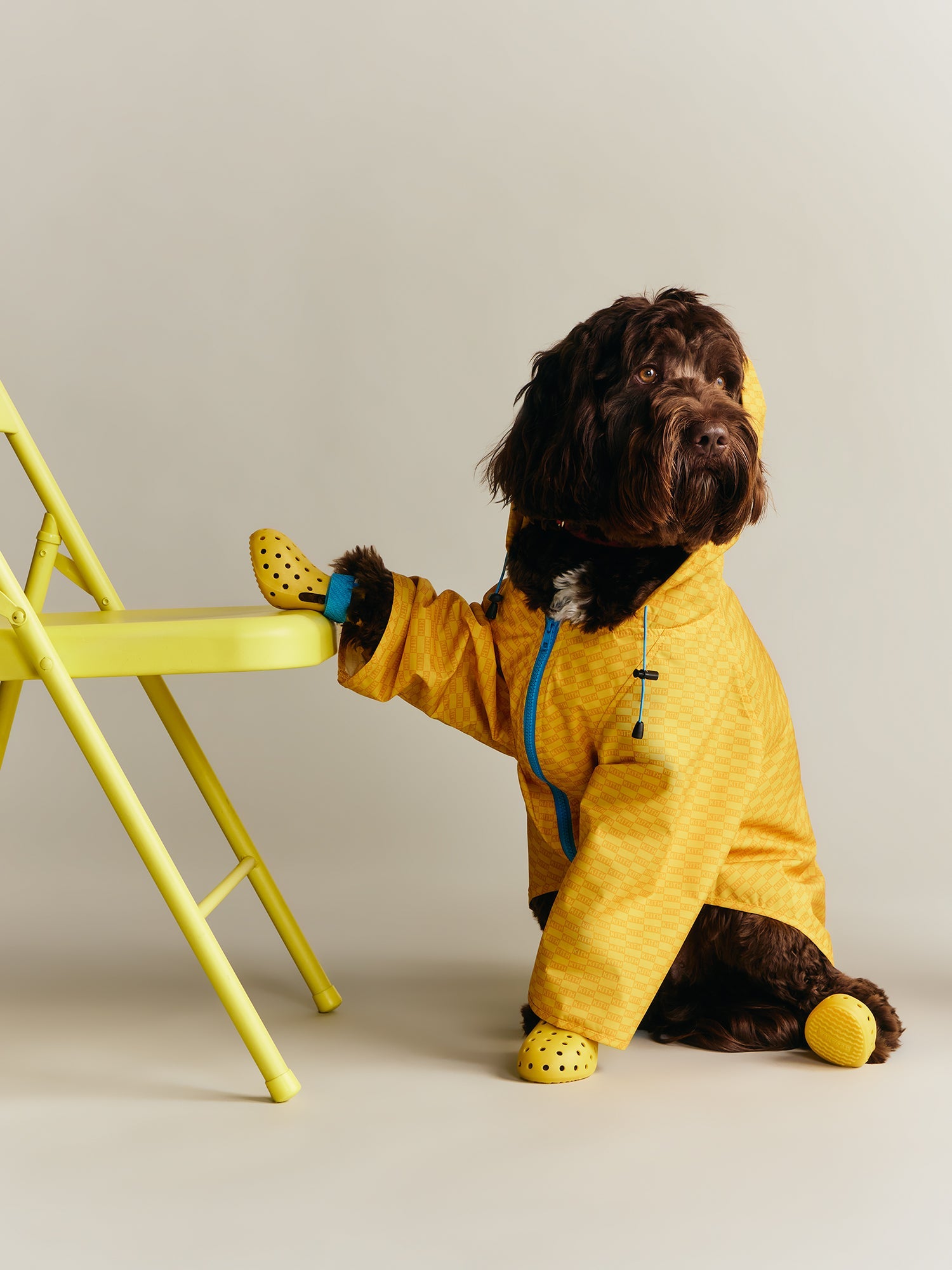 Kith for wagwear – Kith Japan