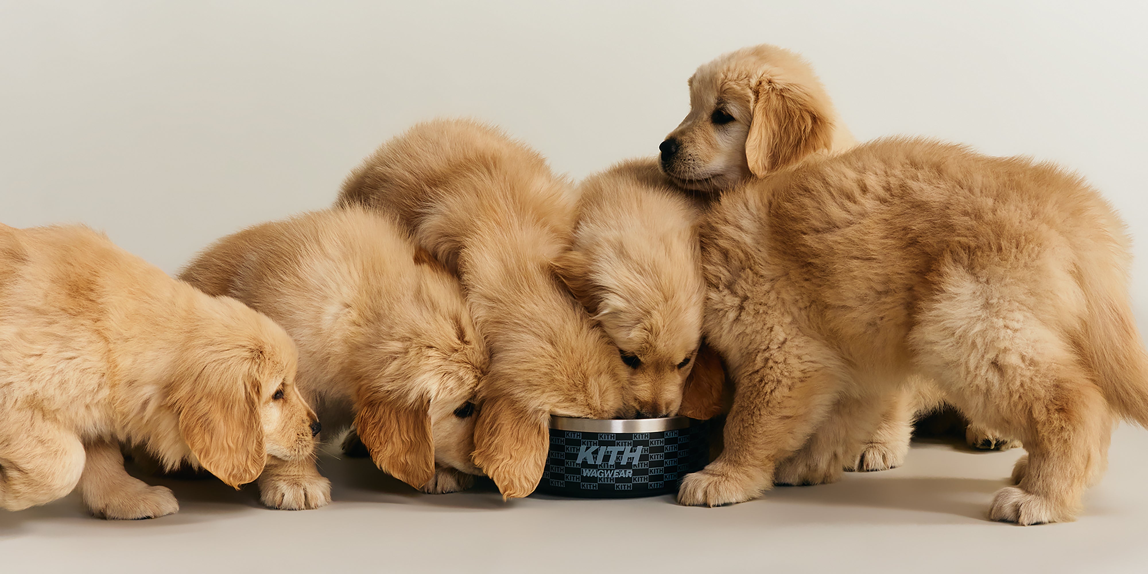 Kith for wagwear – Kith Japan