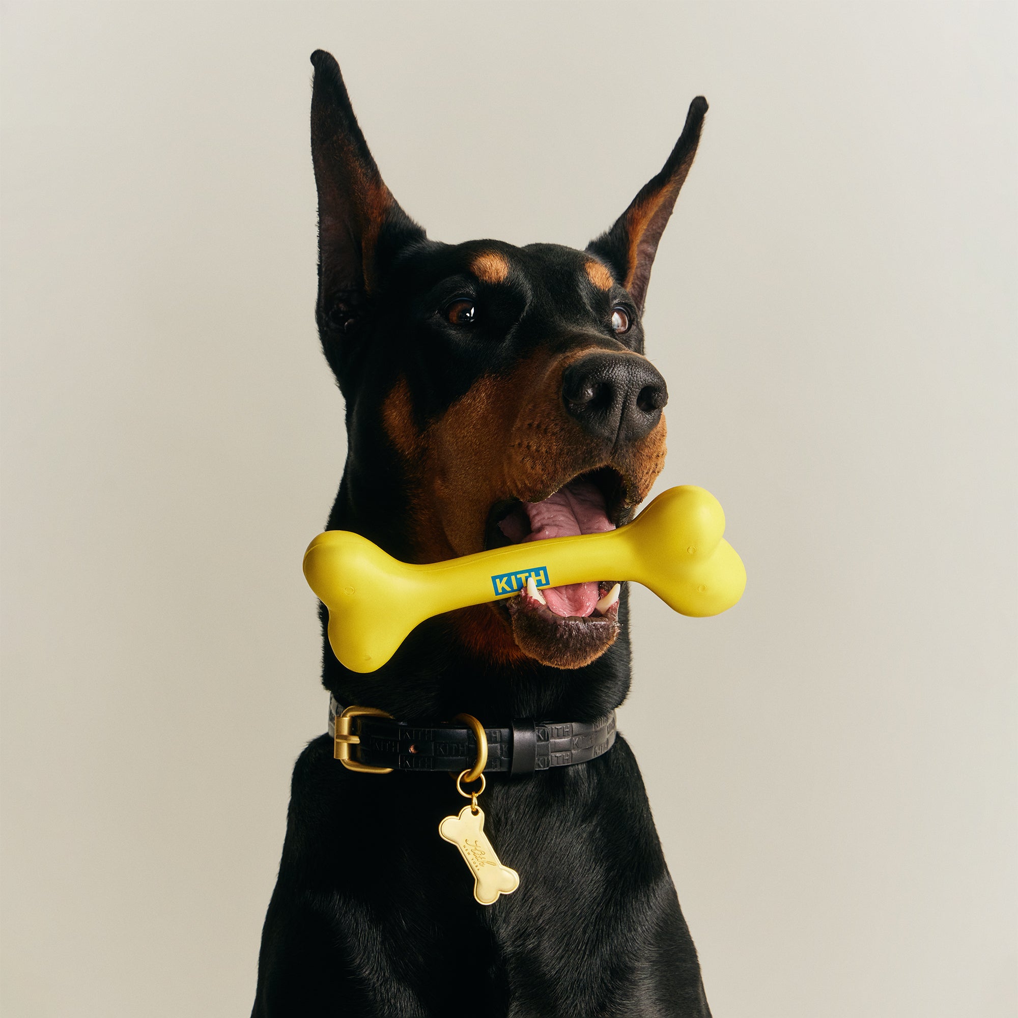 Kith for wagwear – Kith Japan