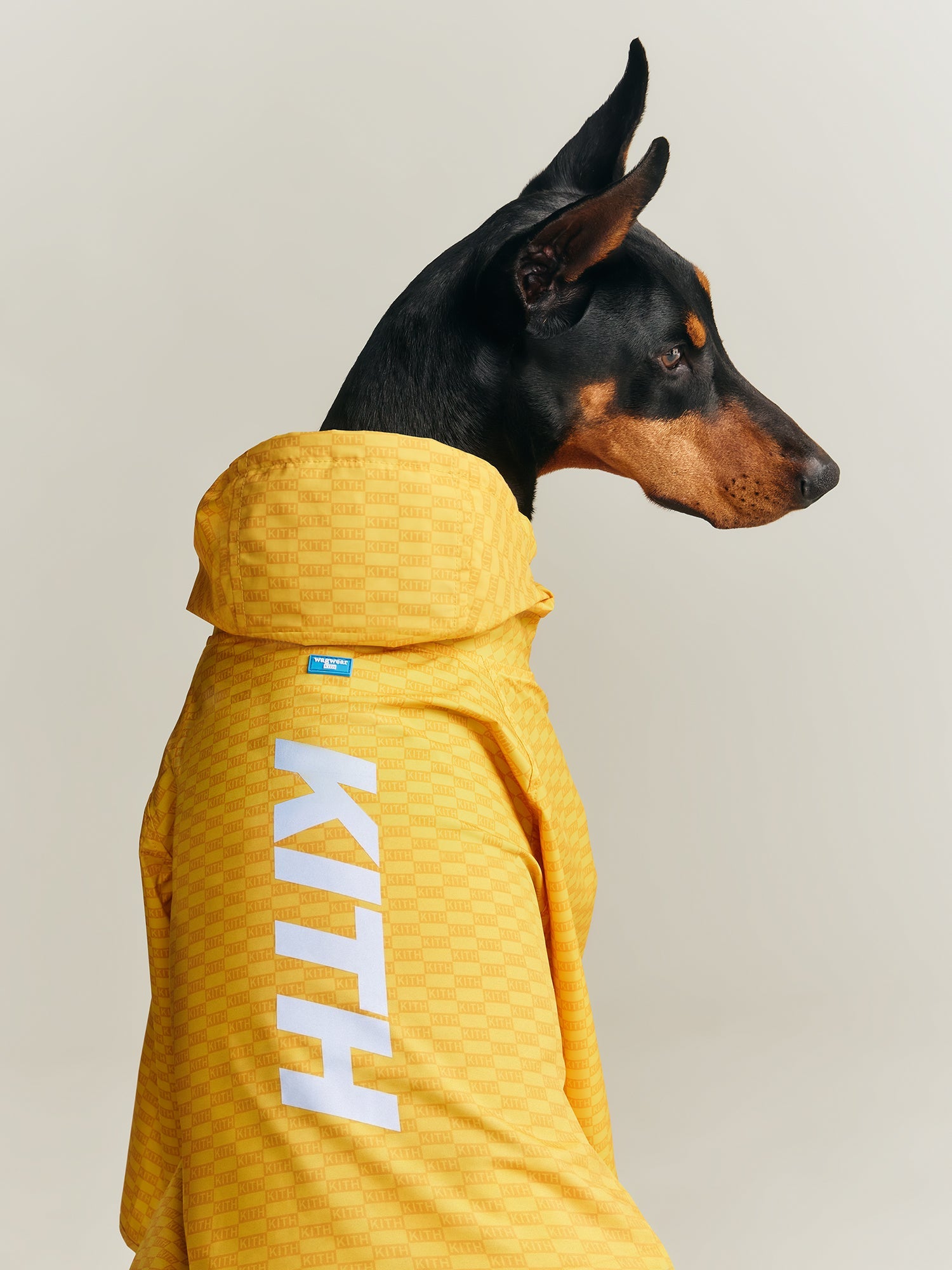 Kith for wagwear – Kith Japan