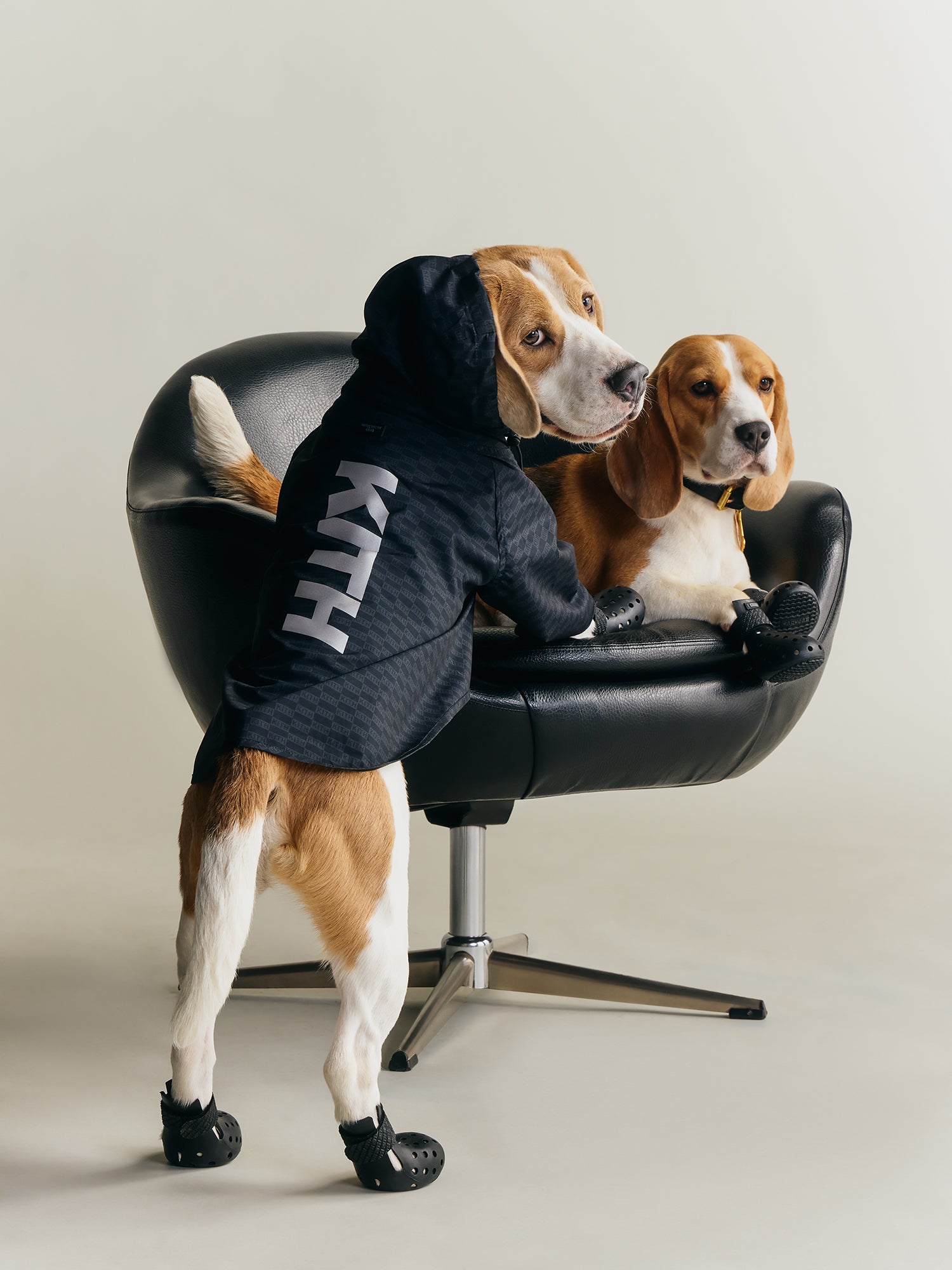 Kith for wagwear – Kith Japan