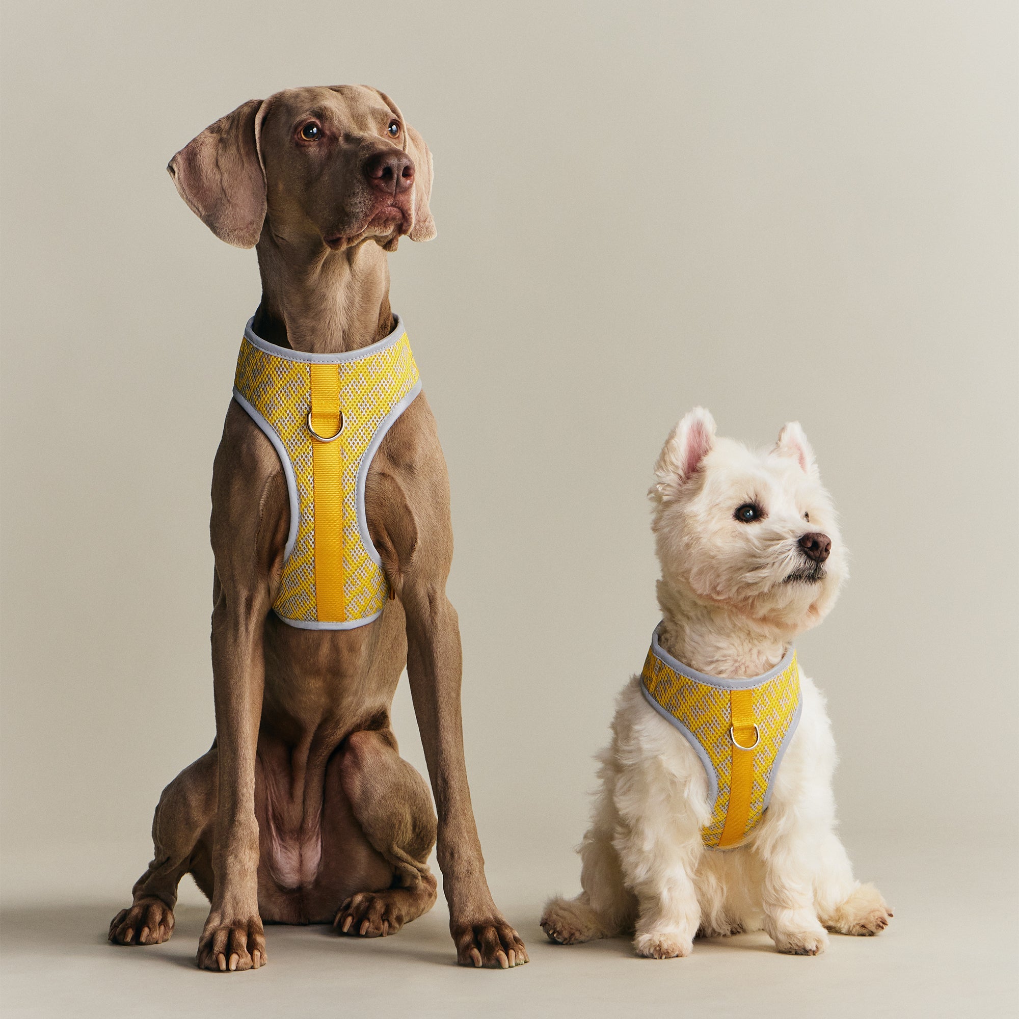 Kith for wagwear Padded Harness - Yellow – Kith Japan