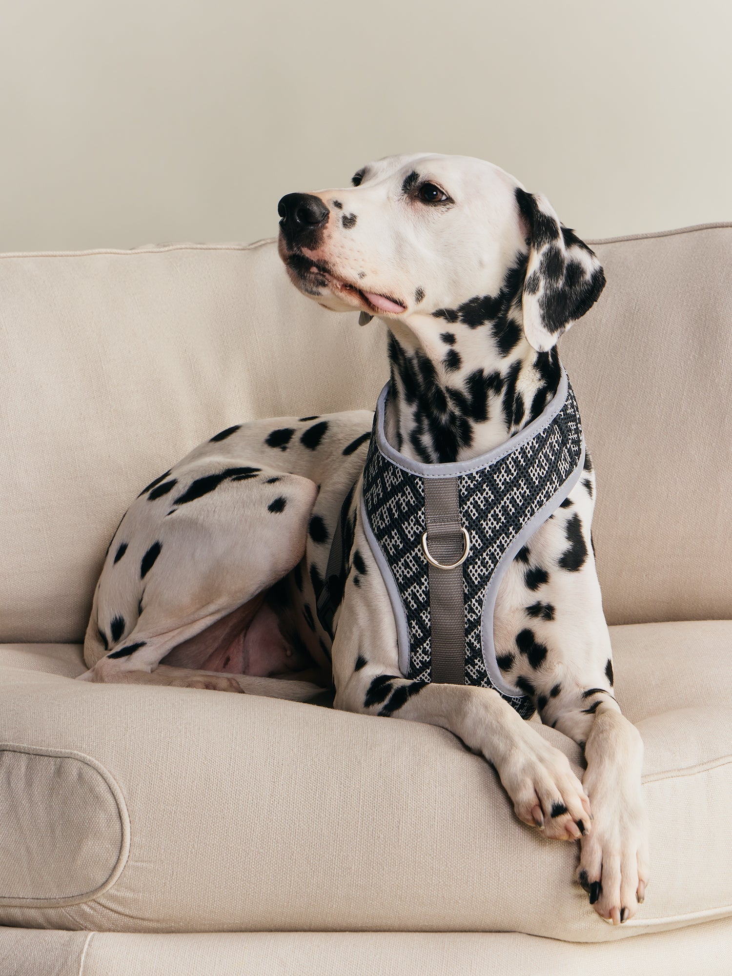 Kith for wagwear – Kith Japan