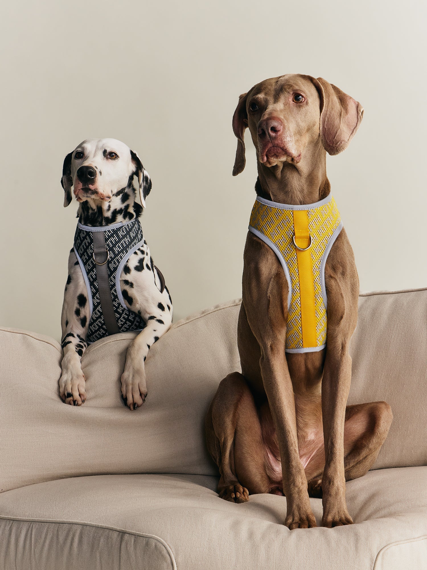 Kith for wagwear – Kith Japan