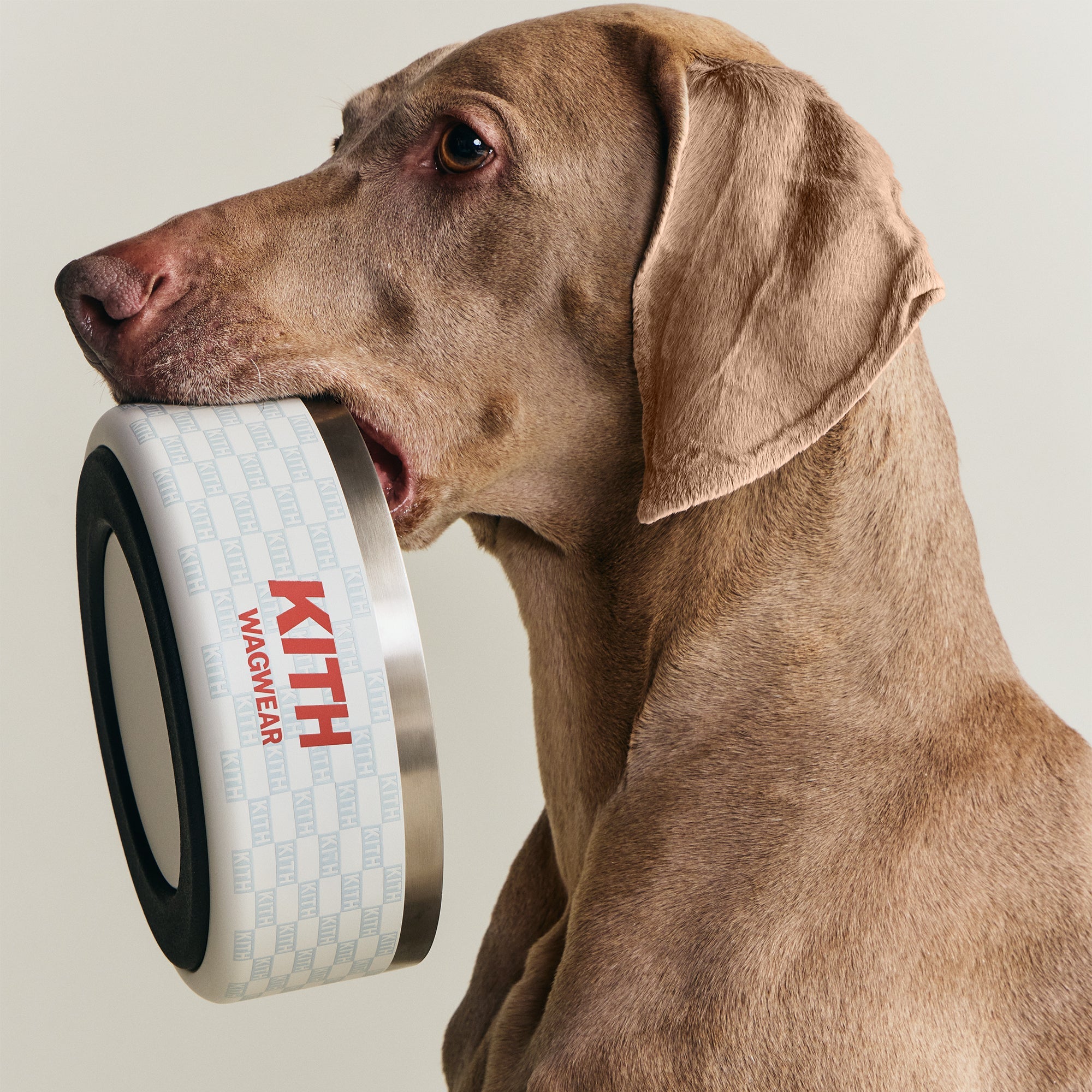 Kith for wagwear – Kith Japan
