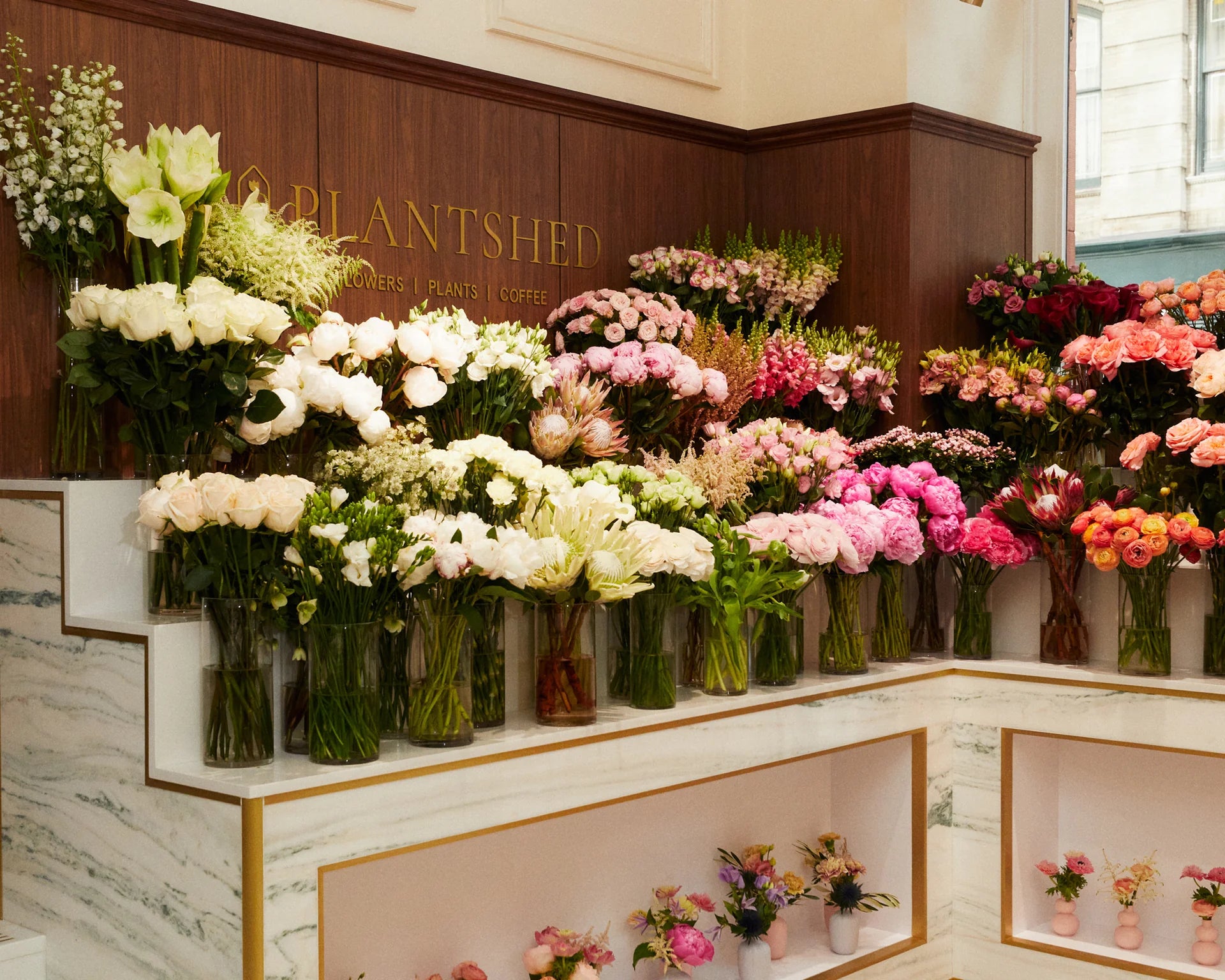 Featured | Plantshed