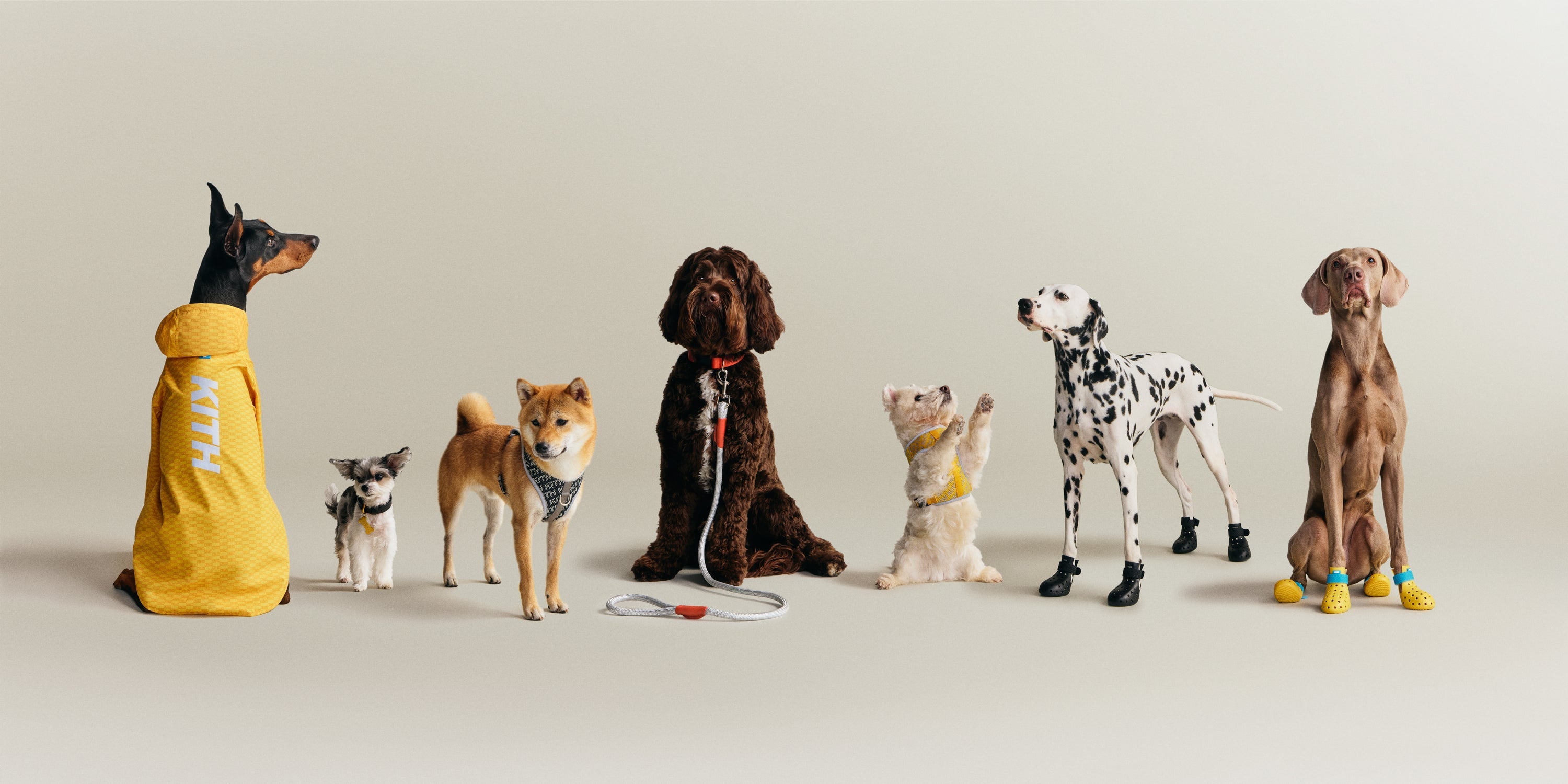 Kith for wagwear – Kith Japan